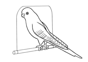Disegno di pappagallo da stampare e colorare 91