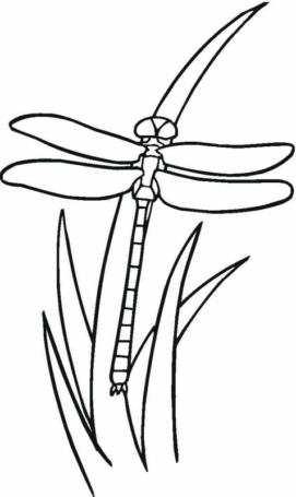 Disegno di libellula da stampare e colorare 40