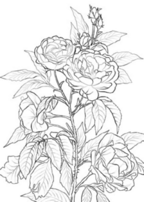 Disegno di fiore da stampare e colorare 276