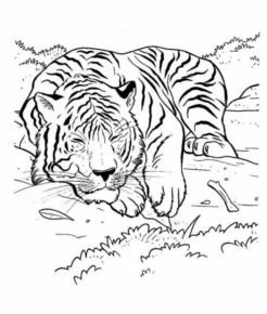 Disegno di tigre da stampare e colorare 59