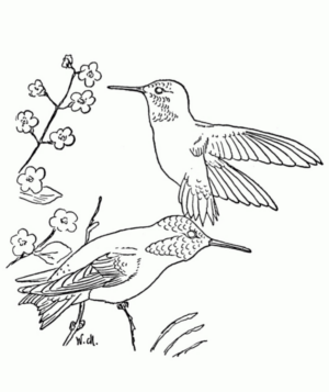 Disegno di uccello da stampare e colorare 102