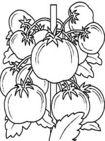 Disegno di pomodoro da stampare e colorare 10
