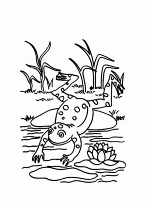 Disegno di rana da stampare e colorare 74