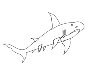 Disegno di squalo da stampare e colorare 21