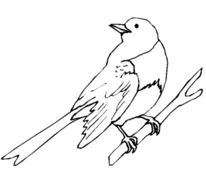 Disegno di passero da stampare e colorare 30