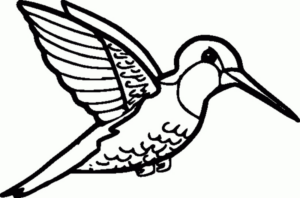 Disegno di uccello da stampare e colorare 13