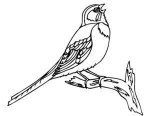 Disegno di passero da stampare e colorare 95