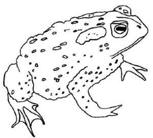 Disegno di rana da stampare e colorare 56