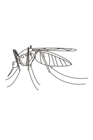 Disegno di zanzara da stampare e colorare 7
