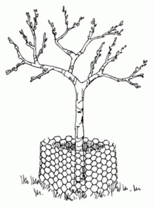 Disegno di albero da stampare e colorare 18