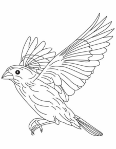 Disegno di passero da stampare e colorare 46