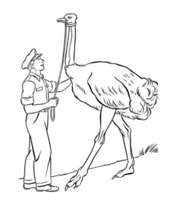 Disegno di struzzo da stampare e colorare 11