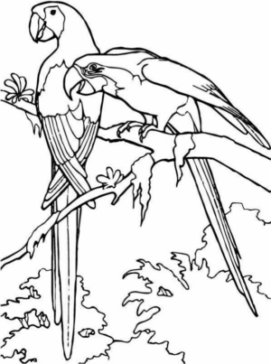 Disegno di pappagallo da stampare e colorare 156