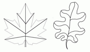 Disegno di foglia da stampare e colorare 84