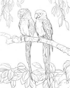 Disegno di pappagallo da stampare e colorare 63