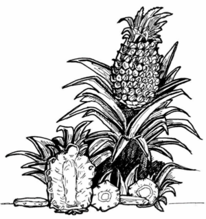 Disegno di ananas da stampare e colorare 16