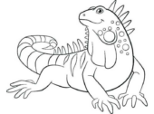 Disegni di Iguane da colorare