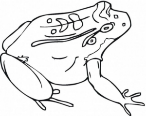 Disegno di rana da stampare e colorare 16