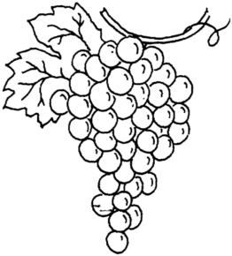 Disegno di uva da stampare e colorare 21