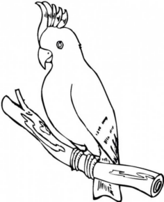 Disegno di pappagallo da stampare e colorare 34