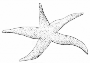 Disegno di stella marina da stampare e colorare 15