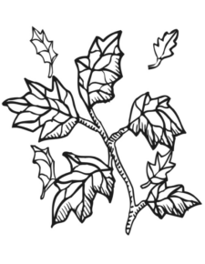 Disegno di foglia da stampare e colorare 61