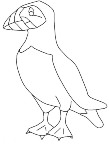 Disegno di tucano da stampare e colorare 4