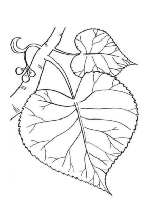 Disegno di foglia da stampare e colorare 178