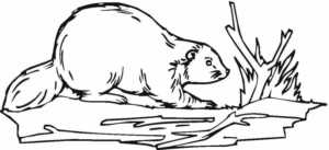 Disegno di castoro da stampare e colorare 20