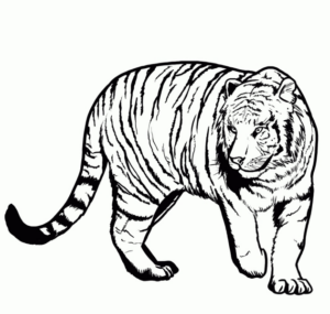 Disegno di tigre da stampare e colorare 22
