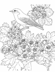 Disegno di passero da stampare e colorare 60