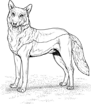 Disegno di lupo da stampare e colorare 35