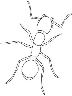 Disegno di formica da stampare e colorare