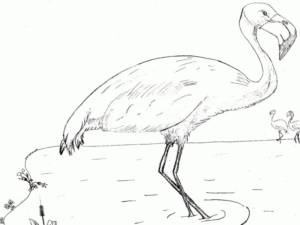 Disegno di fenicottero da stampare e colorare 36