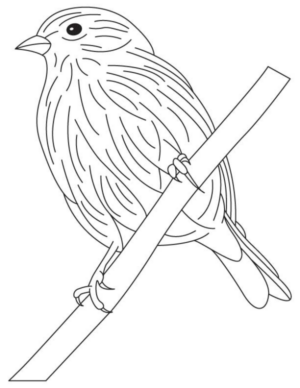 Disegno di passero da stampare e colorare 101