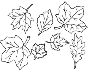 Disegno di foglia da stampare e colorare 94