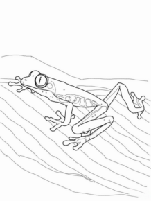 Disegno di rana da stampare e colorare 93