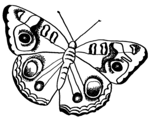 Disegno di farfalla da stampare e colorare 116