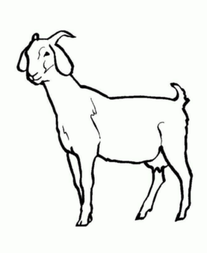 Disegno di capra da stampare e colorare 25