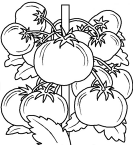 Disegno di pomodoro da stampare e colorare 5