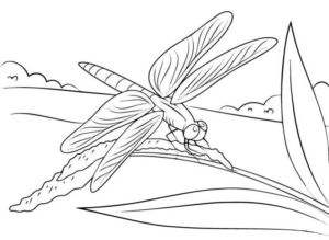 Disegno di libellula da stampare e colorare 23