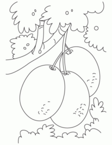 Disegno di kiwi da stampare e colorare 1