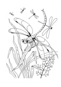 Disegno di libellula da stampare e colorare 30