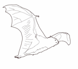 Disegno di pipistrello da stampare e colorare 25