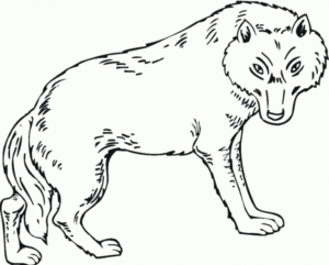 Disegno di lupo da stampare e colorare 34