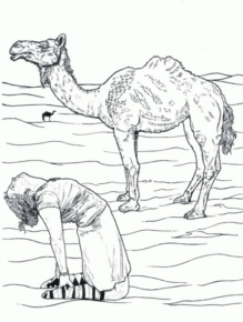 Disegno di dromedario da stampare e colorare