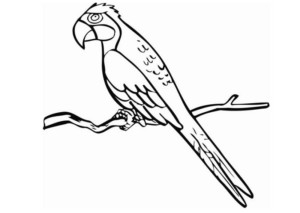 Disegno di pappagallo da stampare e colorare 29