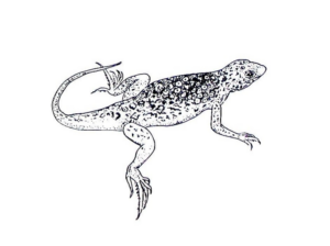 Disegno di lucertola da stampare e colorare 16