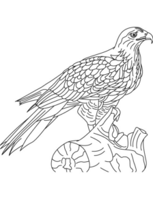 Disegno di aquila da stampare e colorare 33