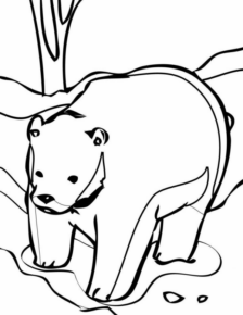 Disegno di orso polare da stampare e colorare 39